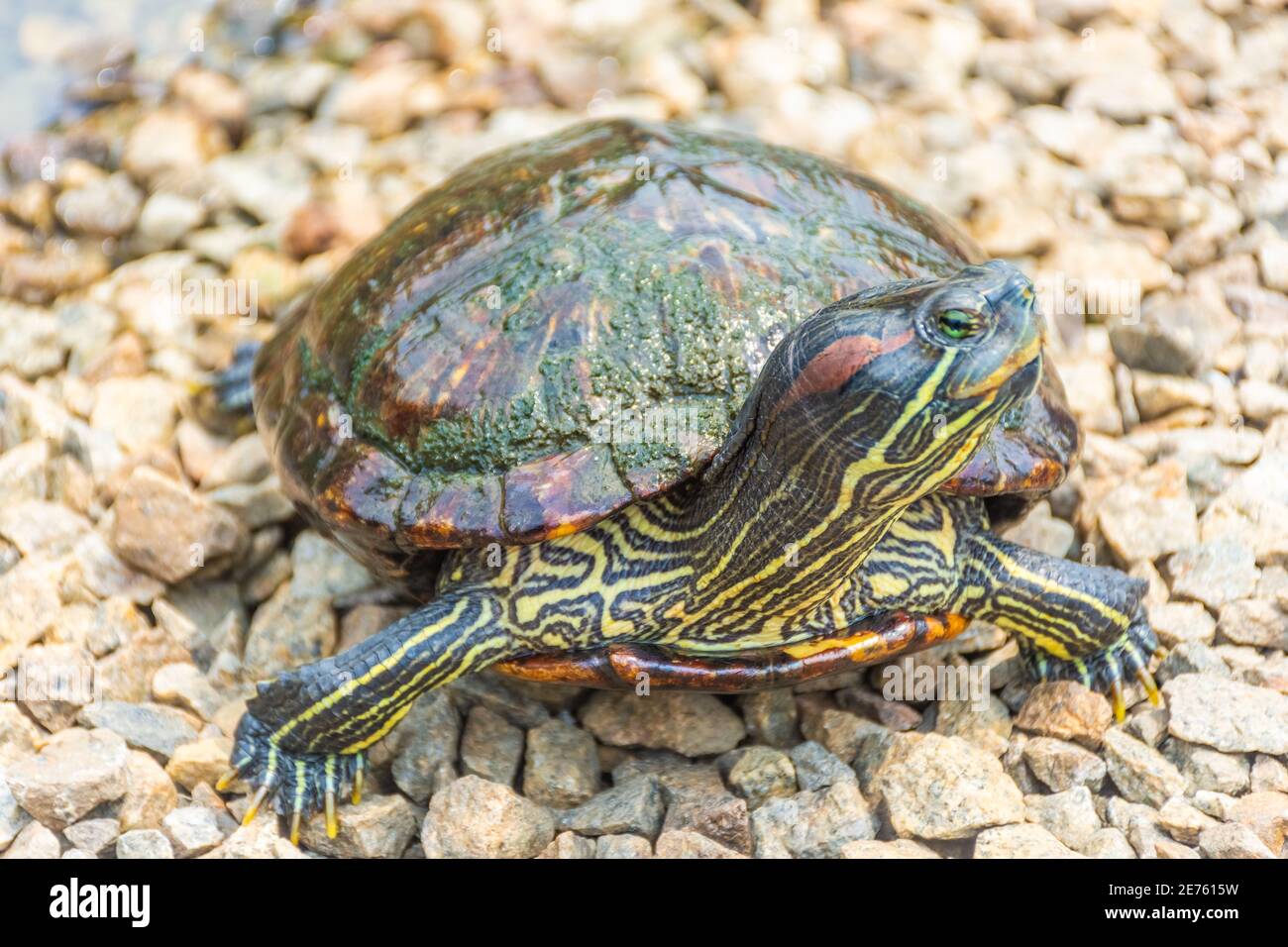 Chrysemys Picta, or painted turtle, in Singapore Botanic Gardens Stock ...