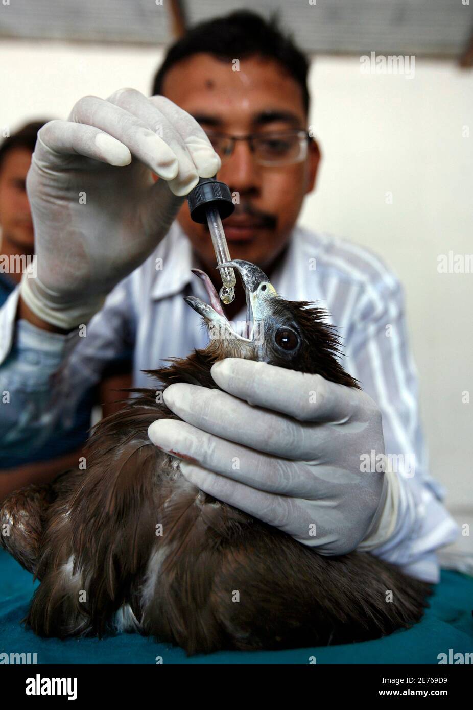 A doctor gives treatment to an eagle suffering from sunstroke at an animal  hospital at Hathijan village at the outskirts of the Western Indian city of  Ahmedabad, May 21,2010. Every day people