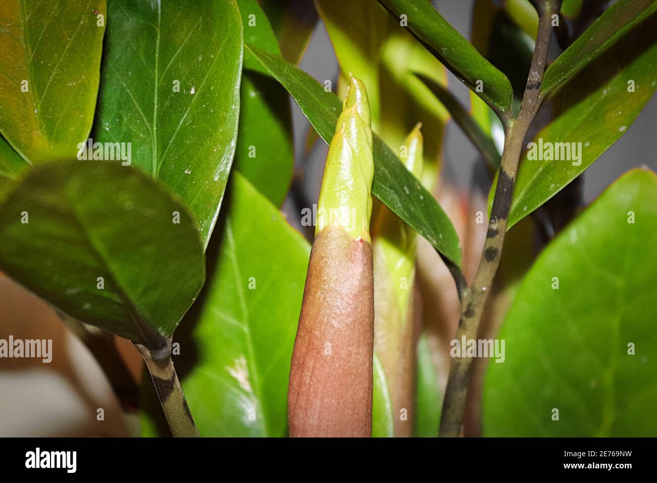 A new stem leaf on a ZZ plant Stock Photo - Alamy