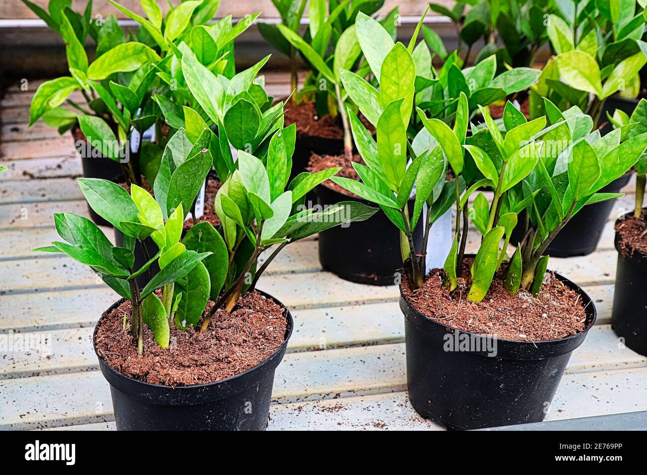 Pots of ZZ Plants on a nursery table Stock Photo Alamy