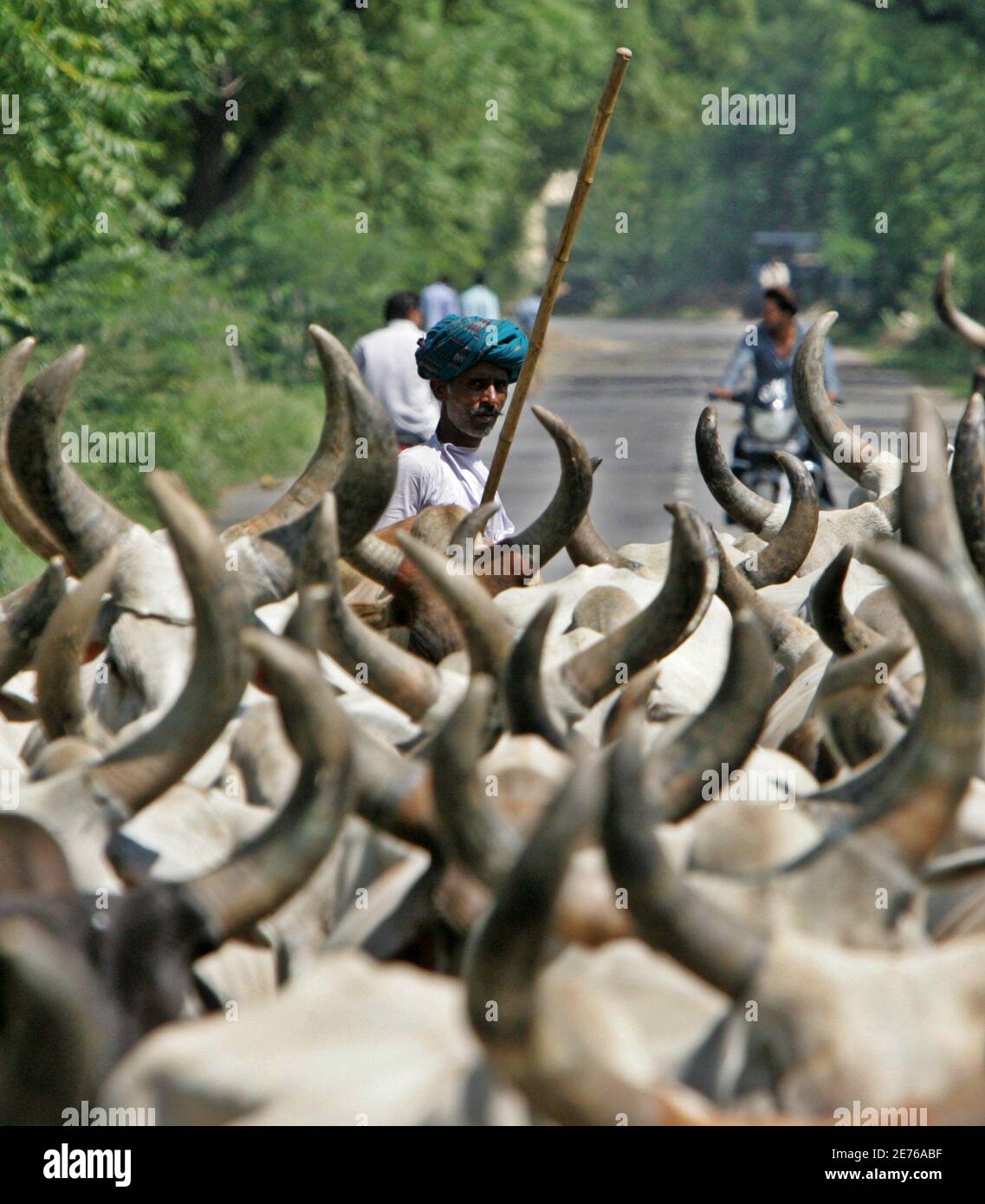 A Rajasthani nomad leads his cows and oxen on a highway in Sultanpur in the  northern state of Haryana September 20, 2005. Thousands of nomads from  India's desert state of Rajasthan move