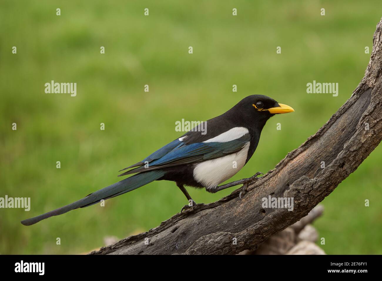 Yellow-billed Magpie (Pica nuttalli), Sacramento County California USA ...