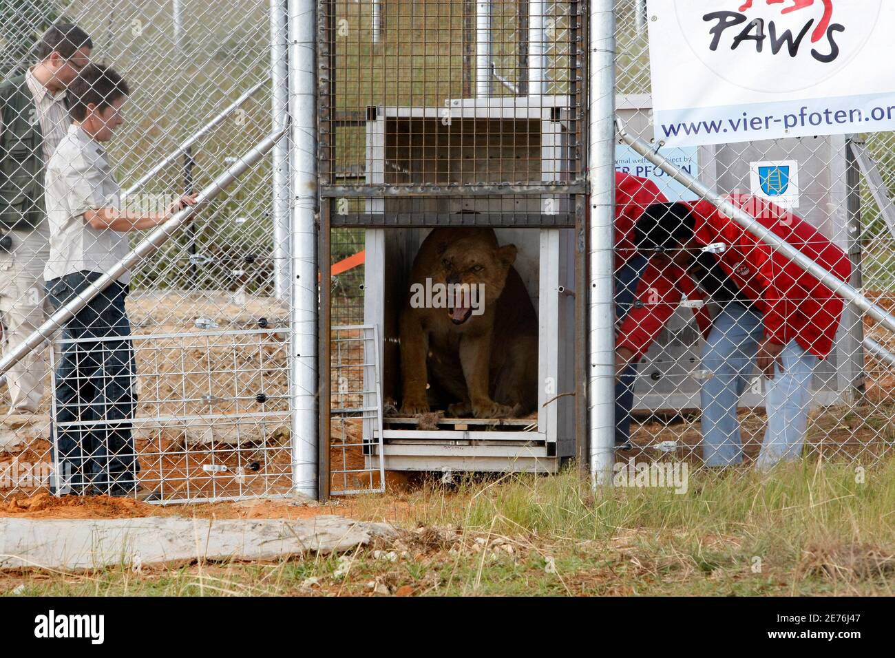 Transportation crate wildlife africa hires stock photography and