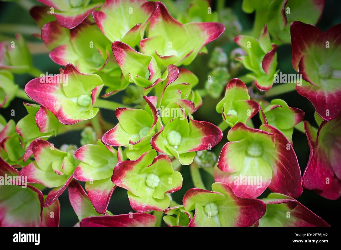 Closeup of hydrangea flowers turning from cream to pink Stock Photo