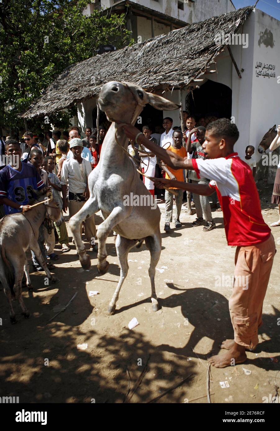 A rider shows his donkey before the start of the traditional donkey