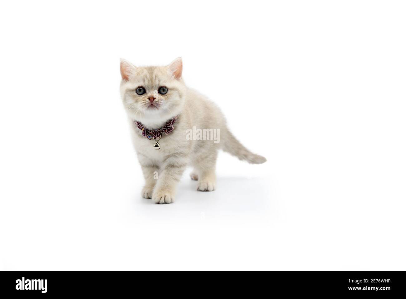 British Shorthair Kitten Lilac Has White Stripes On A White Background 