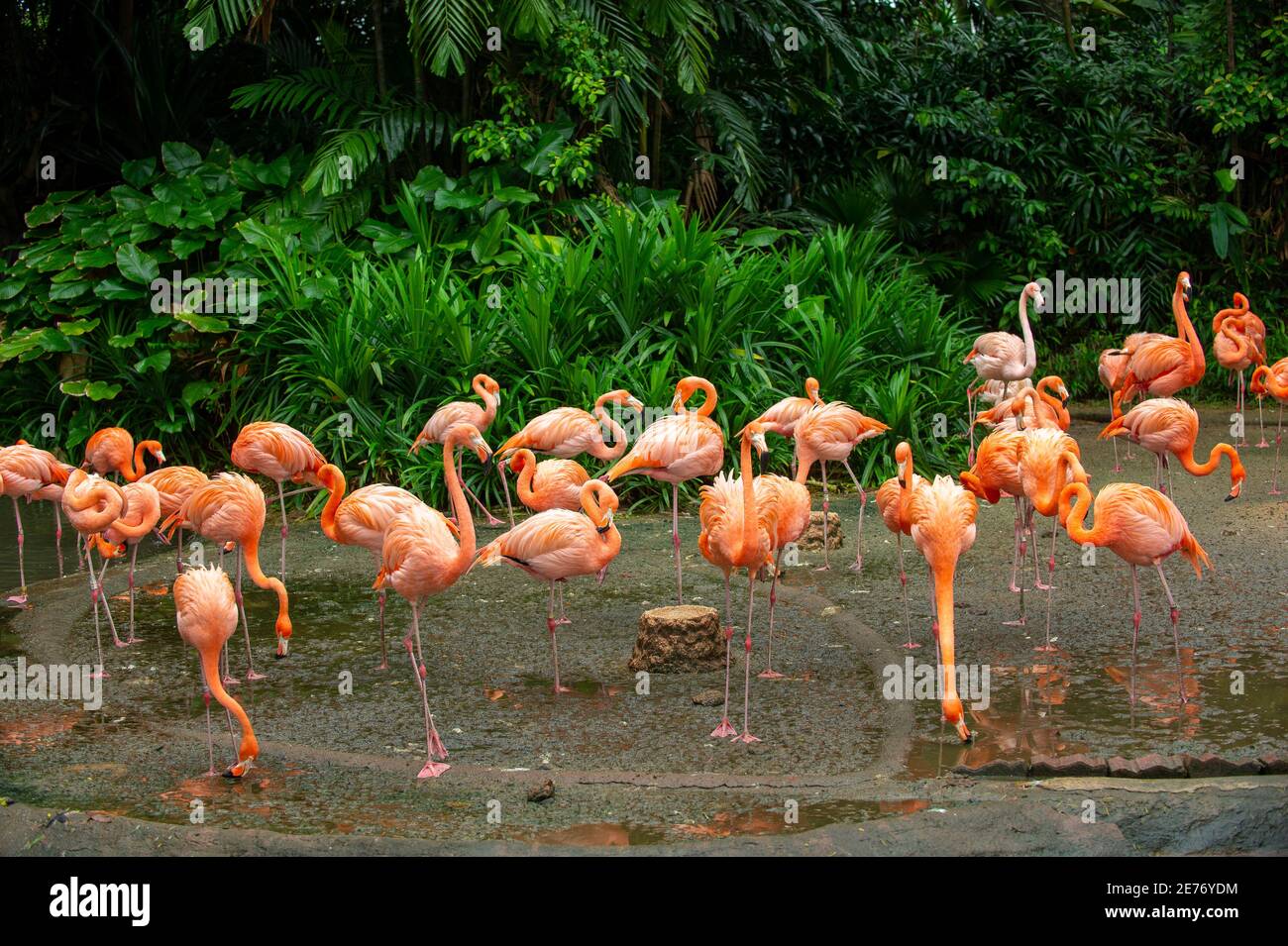 Pink Flamingo Group Standing in the shallow swamp The background is a