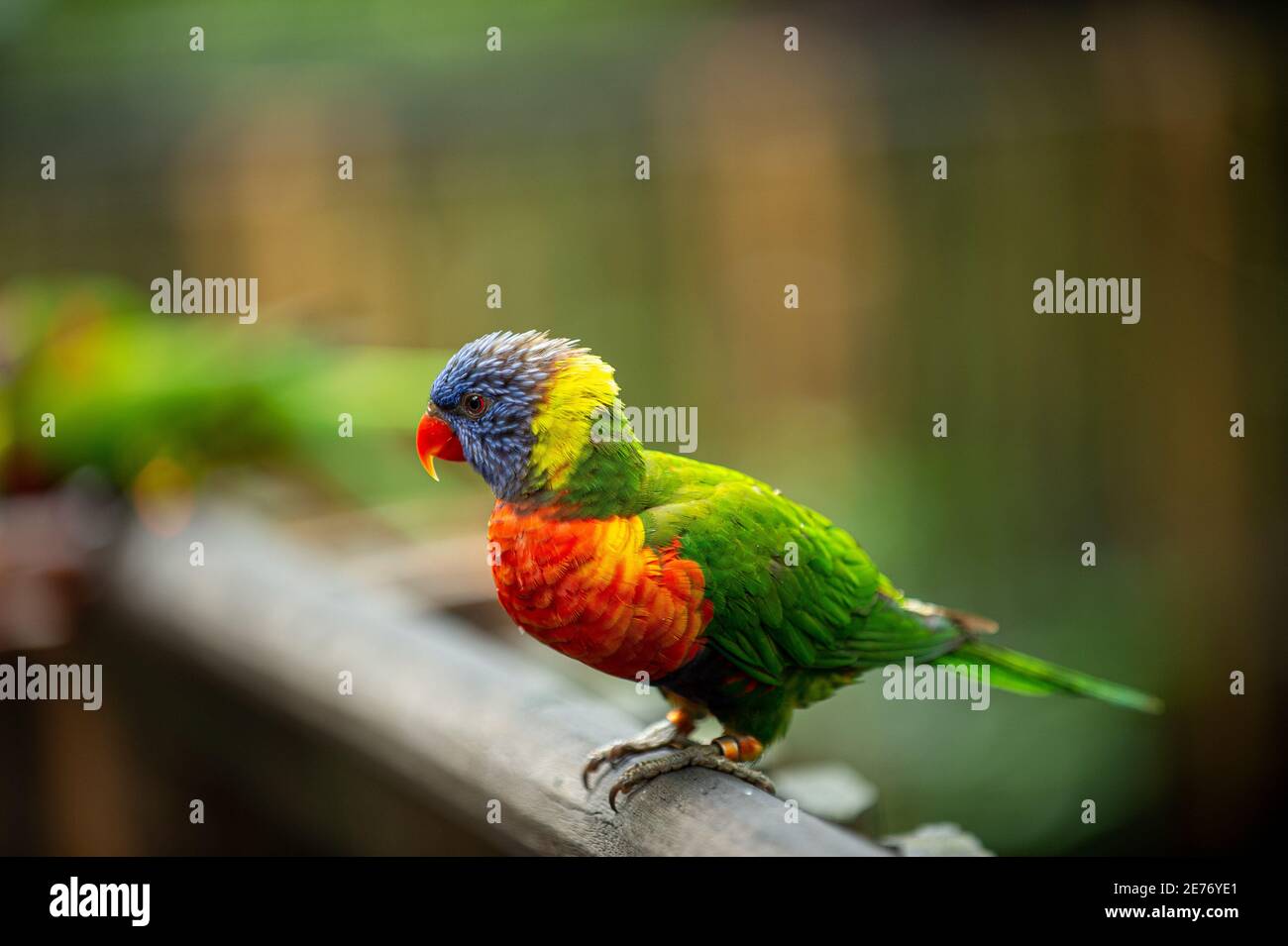 A colorful parrot bird standing on a wooden balcony at the zoo. Forest background blurred and beautiful bokeh. Stock Photo