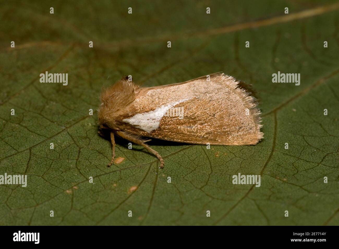 Western Skiff Moth, Prolimacodes trigona, Limacodidae. Length 1.4 cm. Stock Photo
