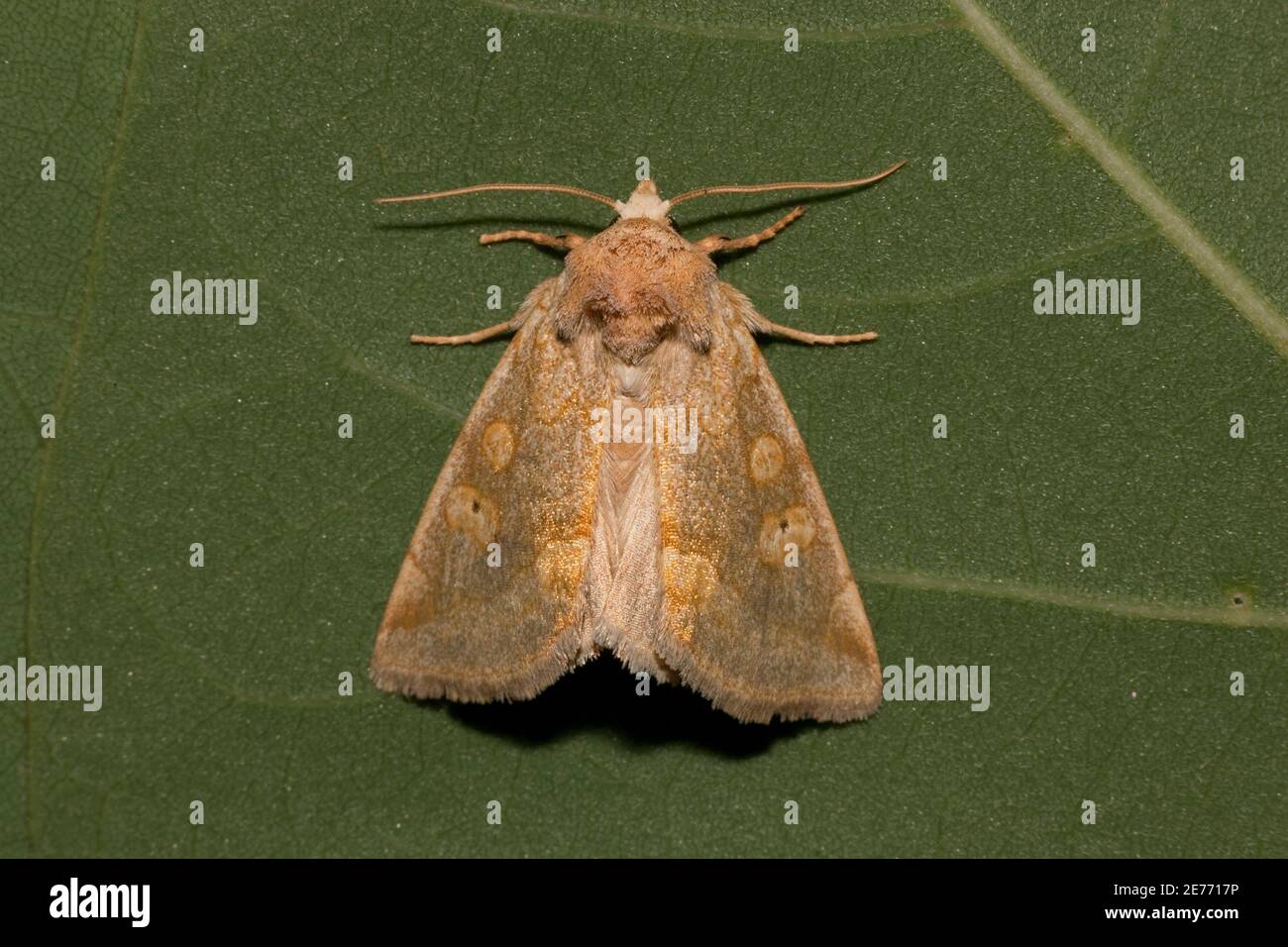 Noctuid Moth, Basilodes chrysopis, Noctuidae. Forewing Length 18 mm. BOLD DNA Analysis ID CMAZA568-10. Stock Photo