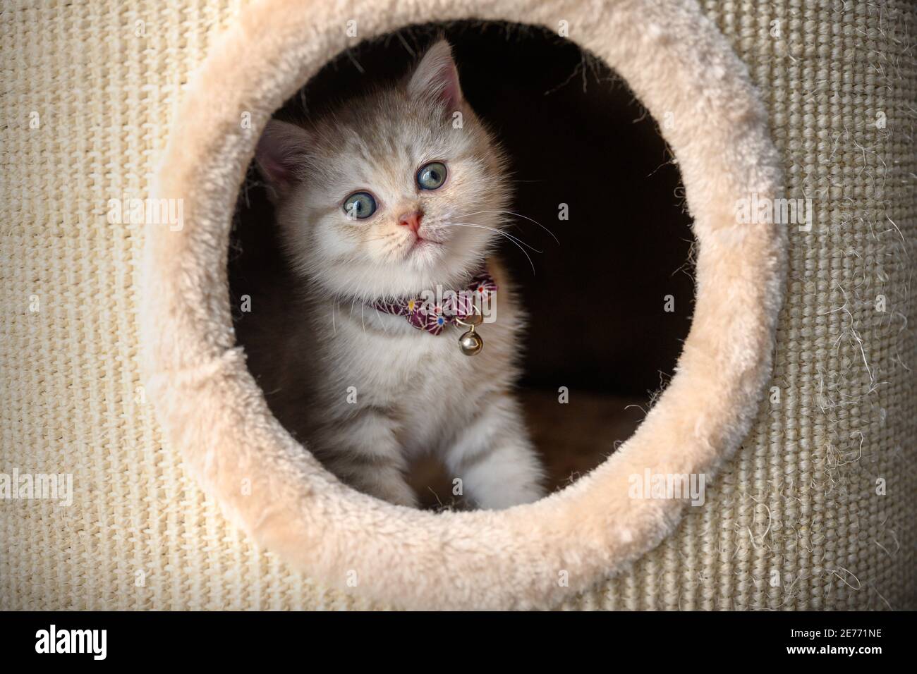 Cute British shorthair kitten silver chocolate color playing naughty Stock Photo