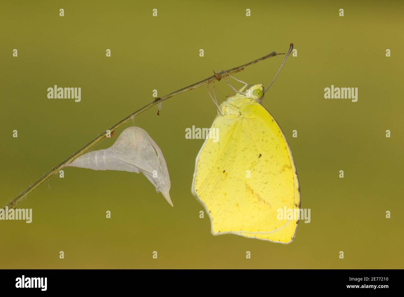 Mexican Yellow Butterfly, Eurema mexicana, Pieridae. Larva fed on White-ball Acacia, Acacia angustissima, Leguminosae. Larva images 14081125-14081153 Stock Photo