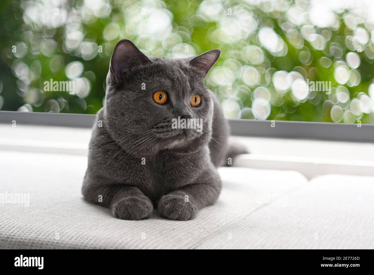 Dark grey shorthair cat 2025