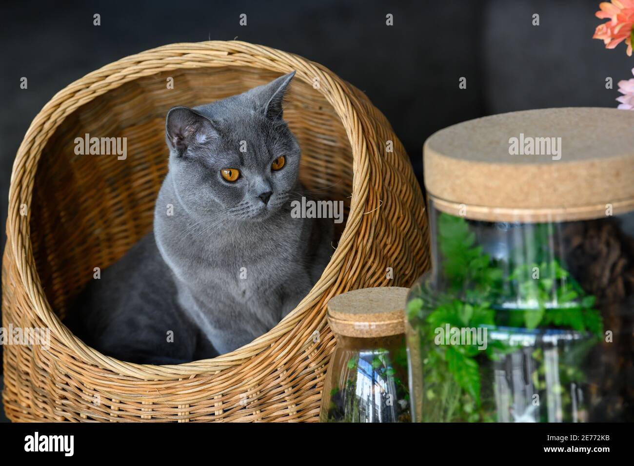 British shorthair blue-grey color sitting in a rattan basket and looked at the glass jar of the Little Forest Terrarium. Stock Photo