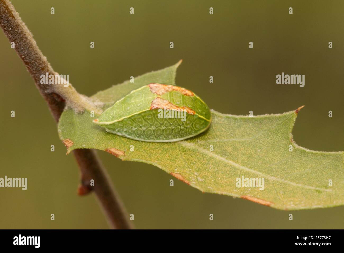 Western Skiff Moth larva, Prolimacodes trigona, Limacodidae. Feeding on Emory oak, Quercus emoryi. Stock Photo
