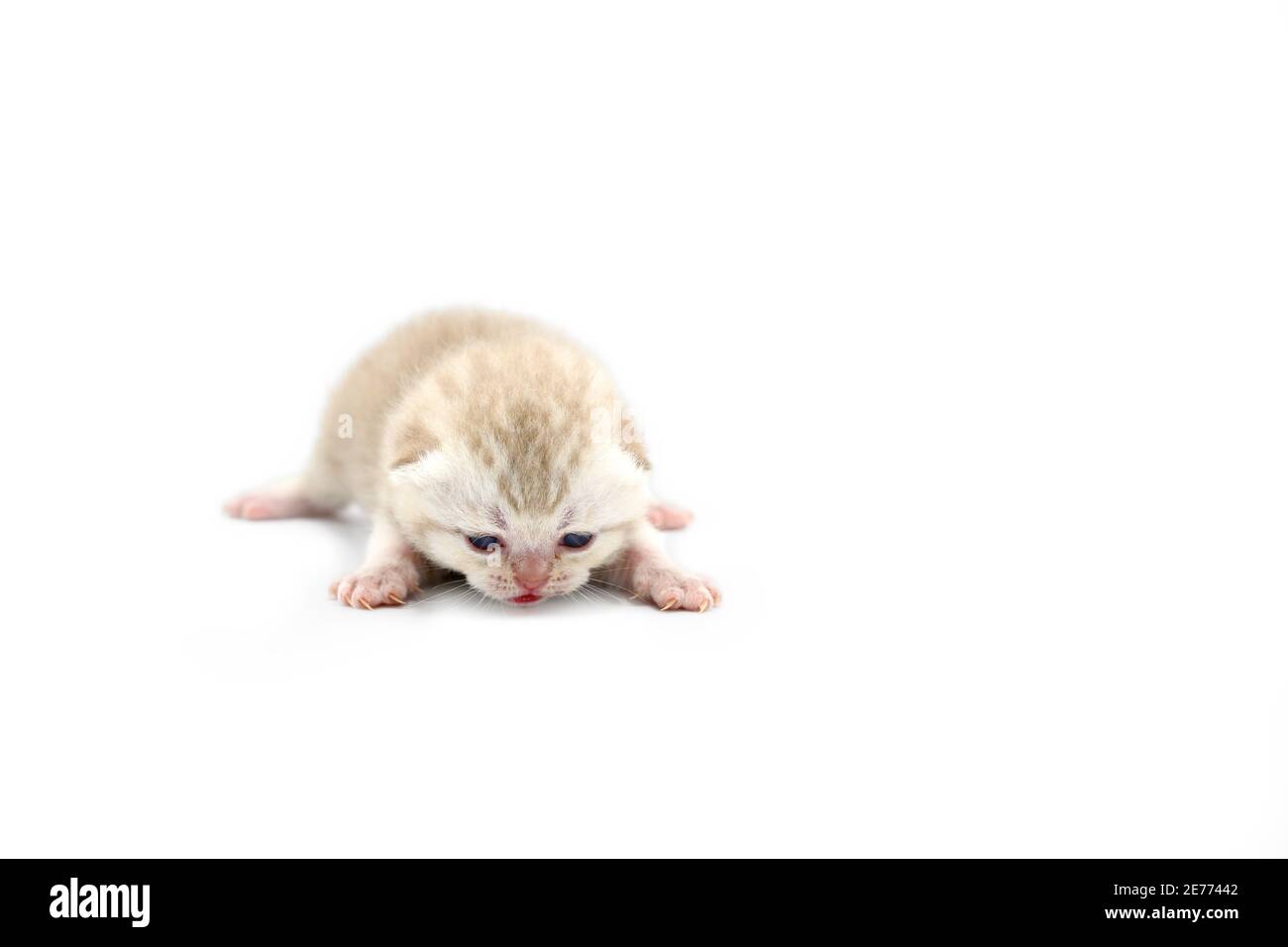British shorthair kitten silver chocolate color, Newborn cat on a white background. Stock Photo