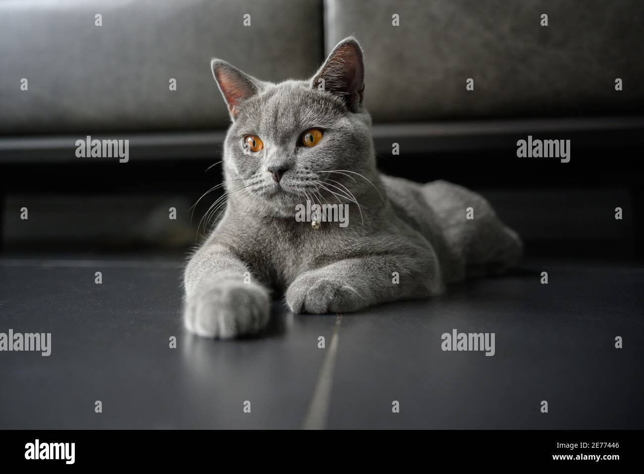 British shorthair hot sale orange eyes