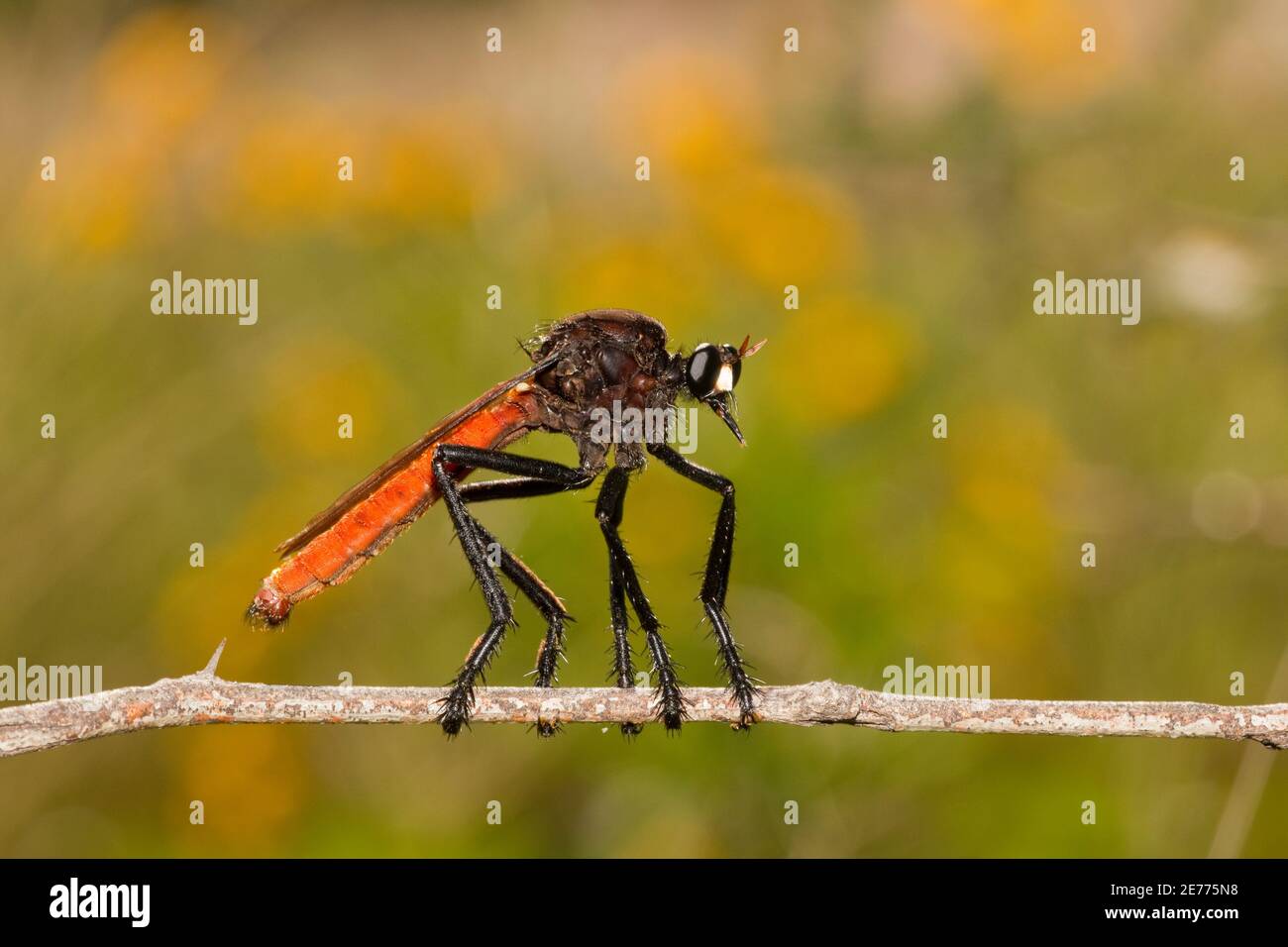 Robber Fly, Archilestris magnificus, Asilidae. Stock Photo