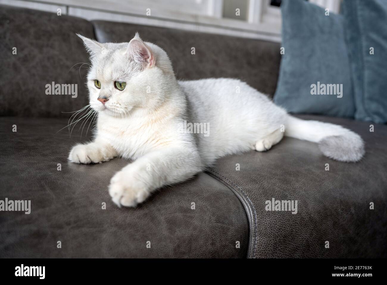 British shorthair cat silver shaded color and green eyes, Pure and beautiful breed are resting comfortably on dark color sofa in house. Stock Photo