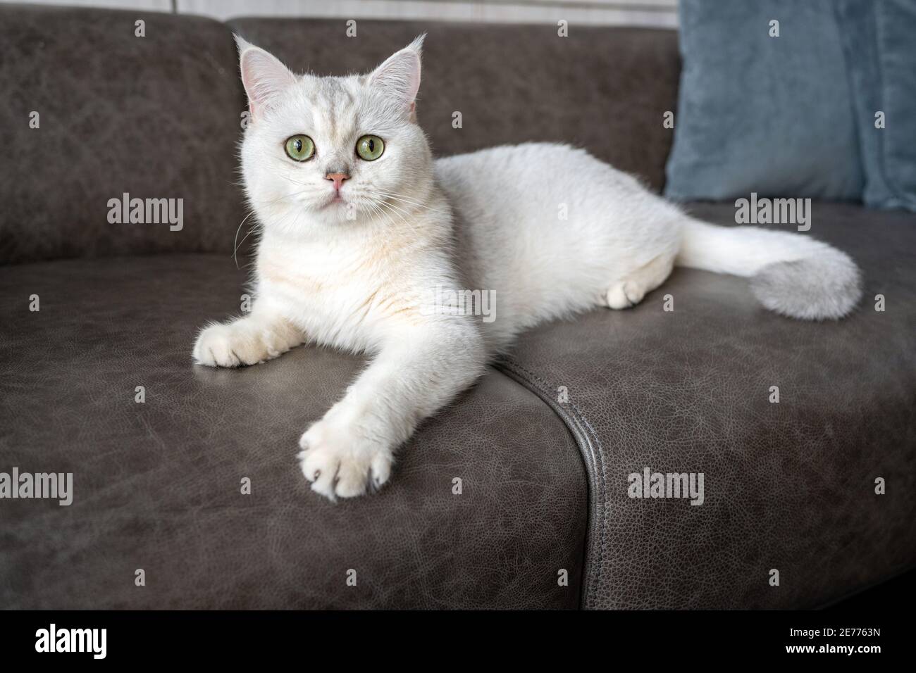 British shorthair cat silver shaded color and green eyes, Pure and beautiful breed are resting comfortably on dark color sofa in house. Stock Photo
