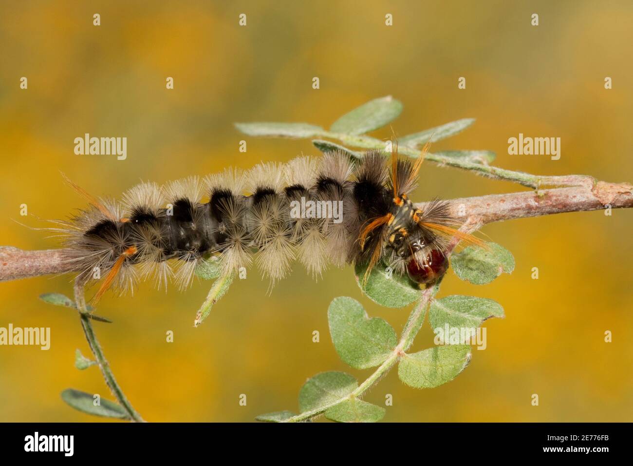 Tiger Moth larva, Halysidota davisii, Arctiidae. Feeding on desert sumac or littleleaf sumac, Rhus microphylla. Stock Photo