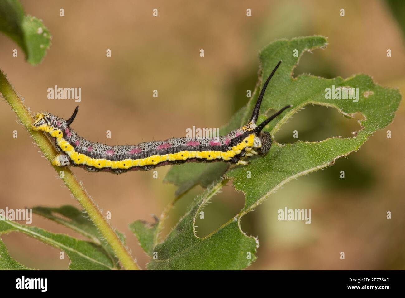Geometrid Moth larva, Ceratonyx arizonensis, Geometridae. Feeding on Heartleaf Goldeneye, Viguiera cordifolia. Length 33 mm. Same as 14100017-14100022 Stock Photo