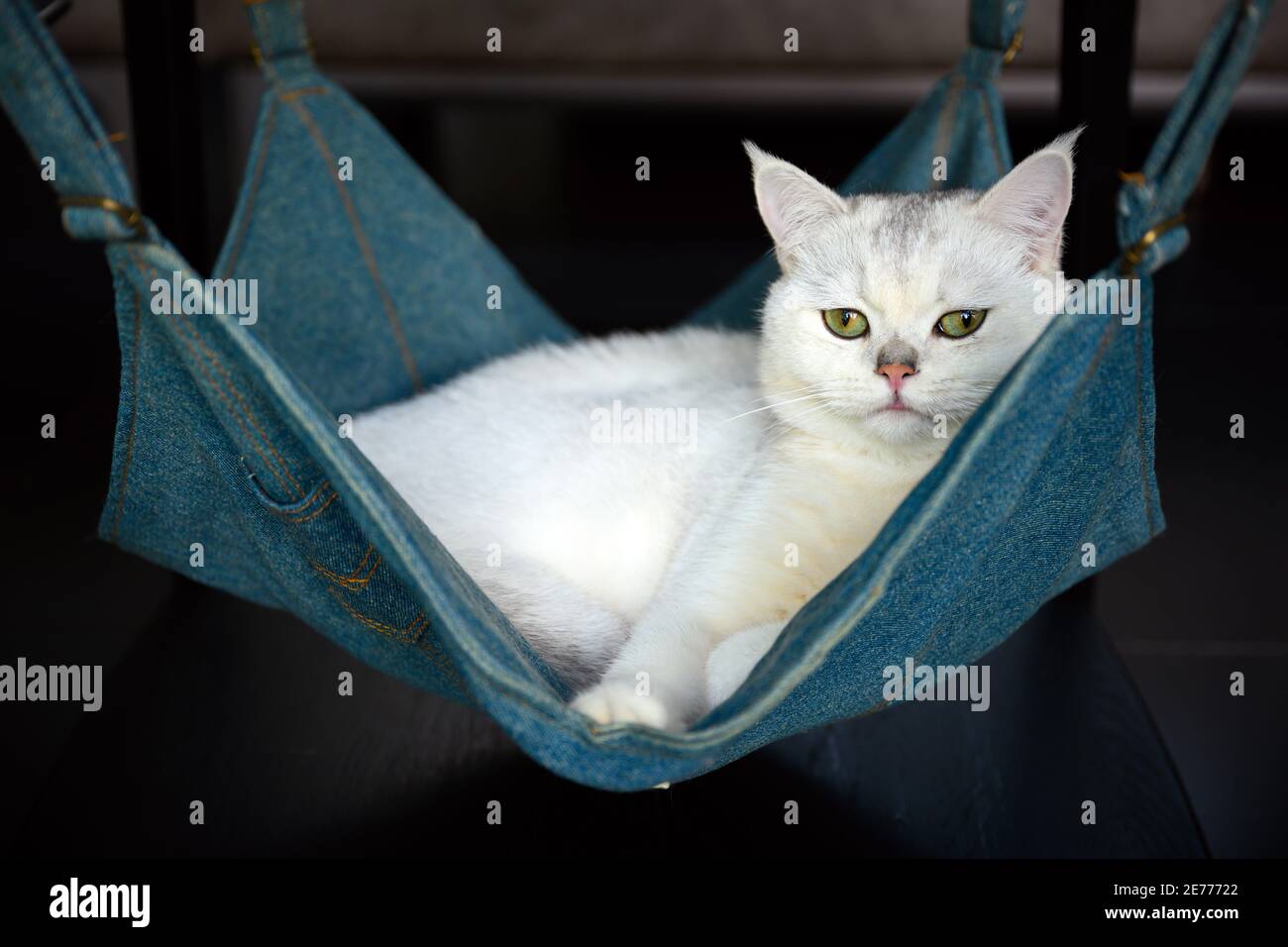 Kitten crib clearance