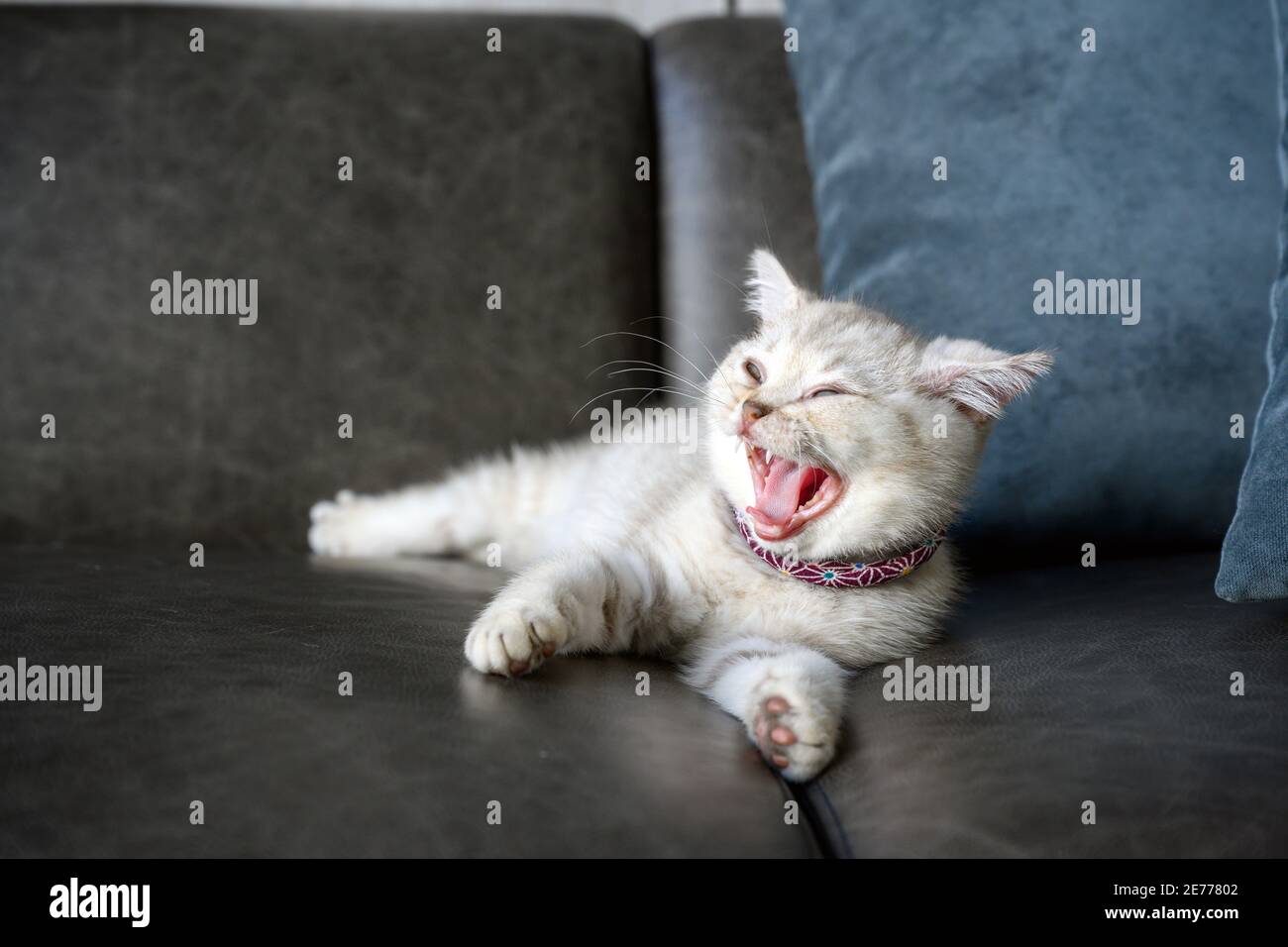 British shorthair silver-gray kitten with a beautiful face and good pedigree. Yawning and sleeping on the dark gray sofa in the house Stock Photo