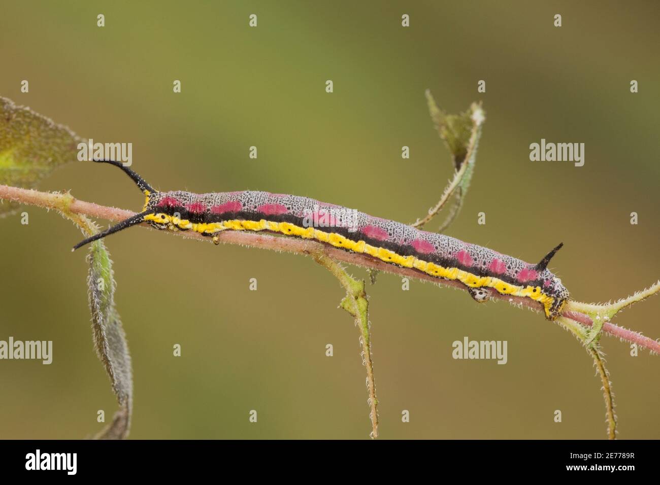 Geometrid Moth larva, Ceratonyx arizonensis, Geometridae. Feeding on Heartleaf Goldeneye, Viguiera cordifolia. Length 45 mm. Same as 14091169-14091183 Stock Photo