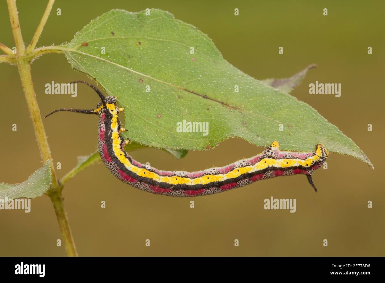 Geometrid Moth larva, Ceratonyx arizonensis, Geometridae. Length 52 mm. Feeding on Heartleaf Goldeneye, Viguiera cordifolia. Same as 14091126-14091166 Stock Photo