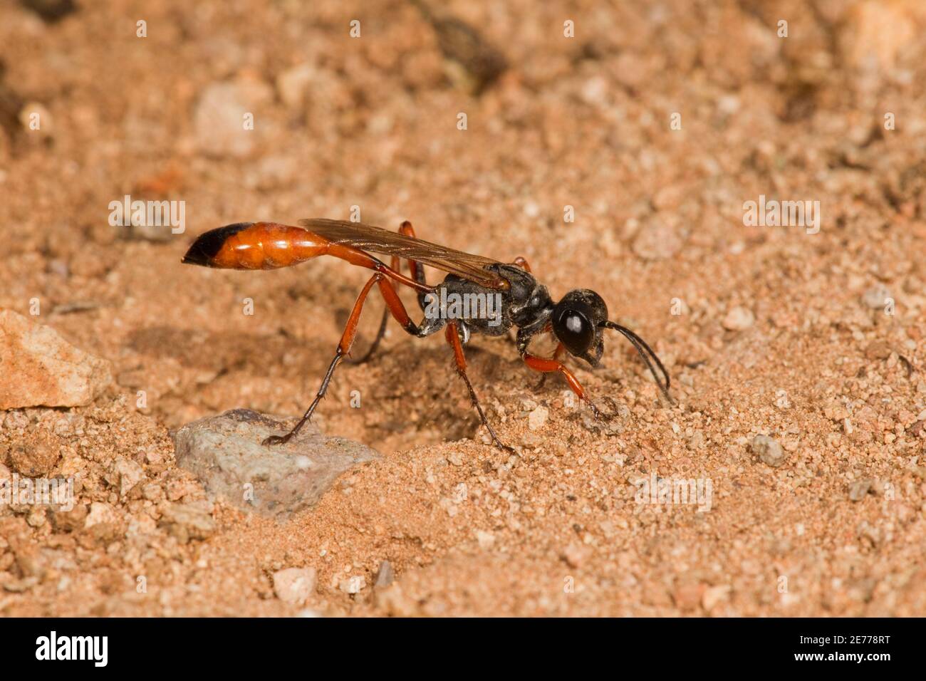 Thread-waisted Wasp female, Ammophila femurrubra, Sphecidae. Digging nesting burrow. Stock Photo