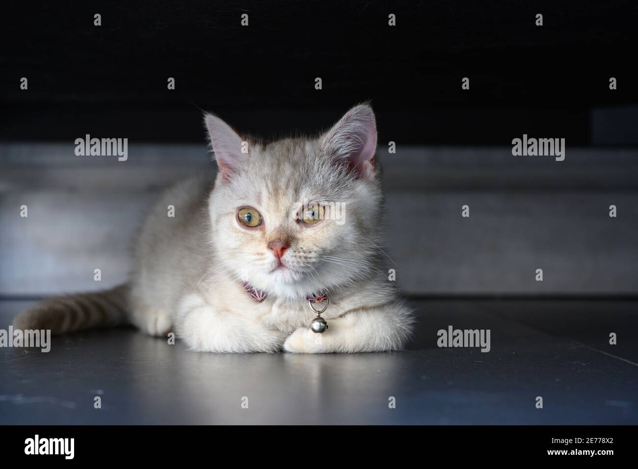Silver gray British shorthair kitten with a beautiful face and good pedigree. Lying on the black floor under the sofa in the house Stock Photo