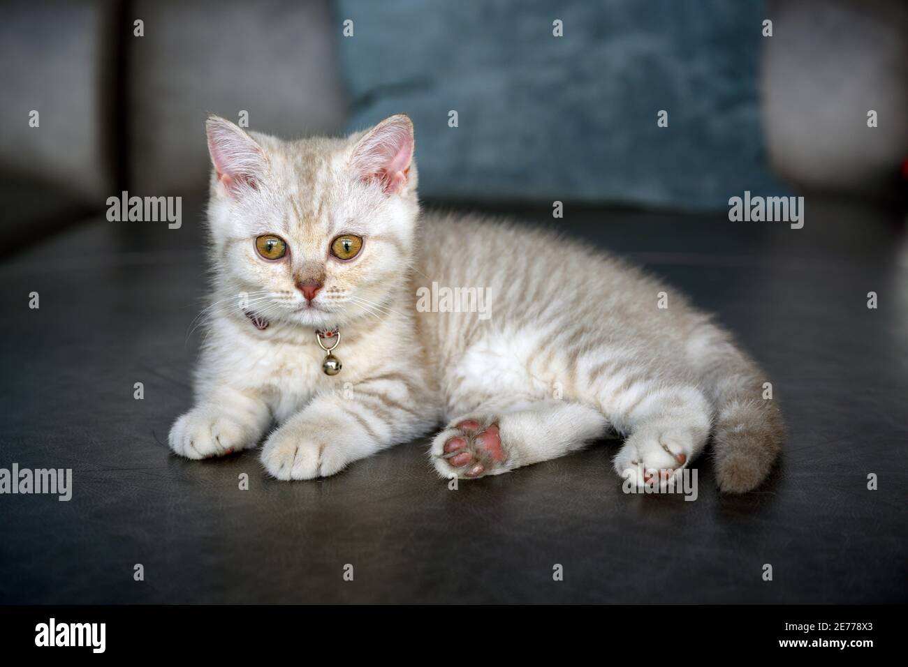 British shorthair kittens, shades of silver-gray, lying on the dark gray sofa in the house, pretty face and good bloodline. Stock Photo