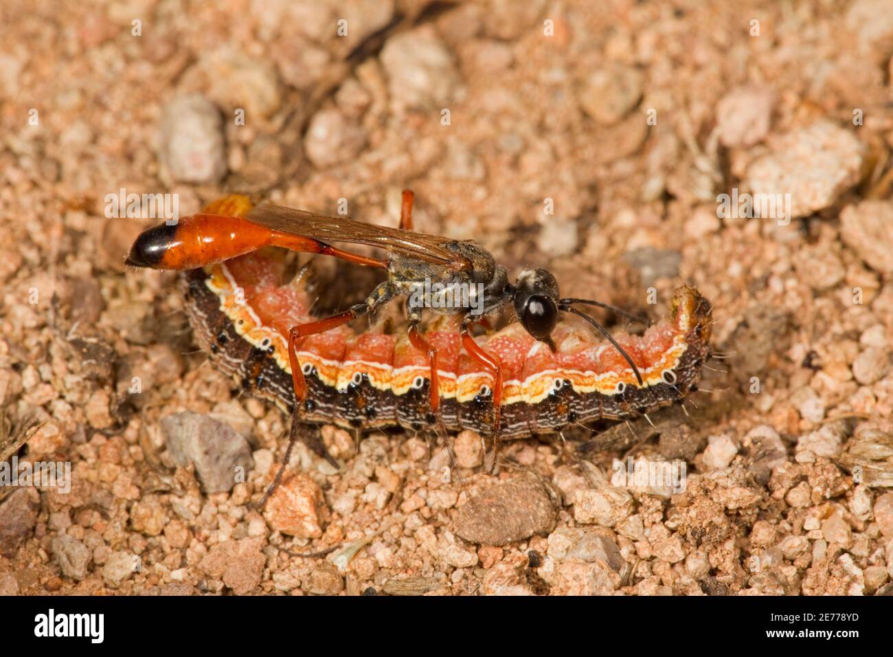 Thread-waisted Wasp female, Ammophila femurrubra, Sphecidae. With paralyzed host larva, Heliothinae. Stock Photo