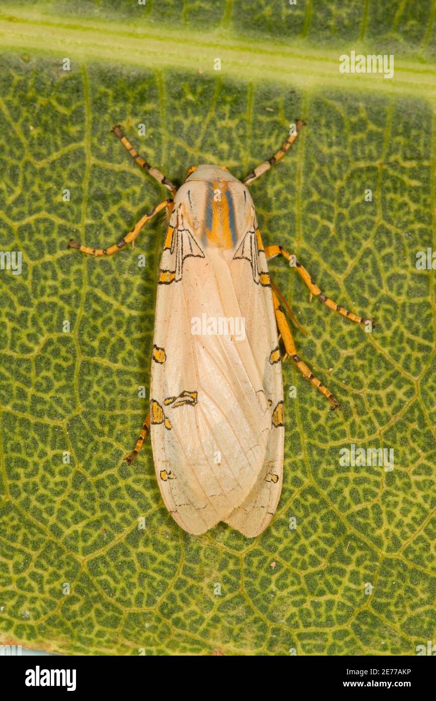 Davis' Tussock Moth, Halysidota davisii, Arctiidae. Forewing Length 24 mm. Stock Photo