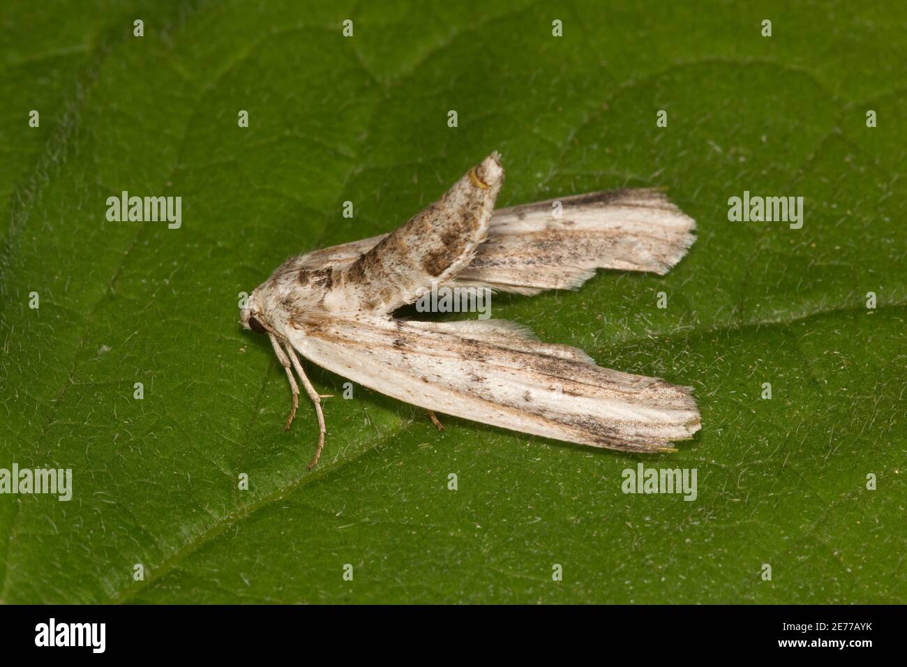 Geometrid Moth female, Ceratonyx arizonensis, Geometridae. Forewing Length 19 mm. Eggs laid 7-22-18. Eggs hatched 8-2-18. Stock Photo