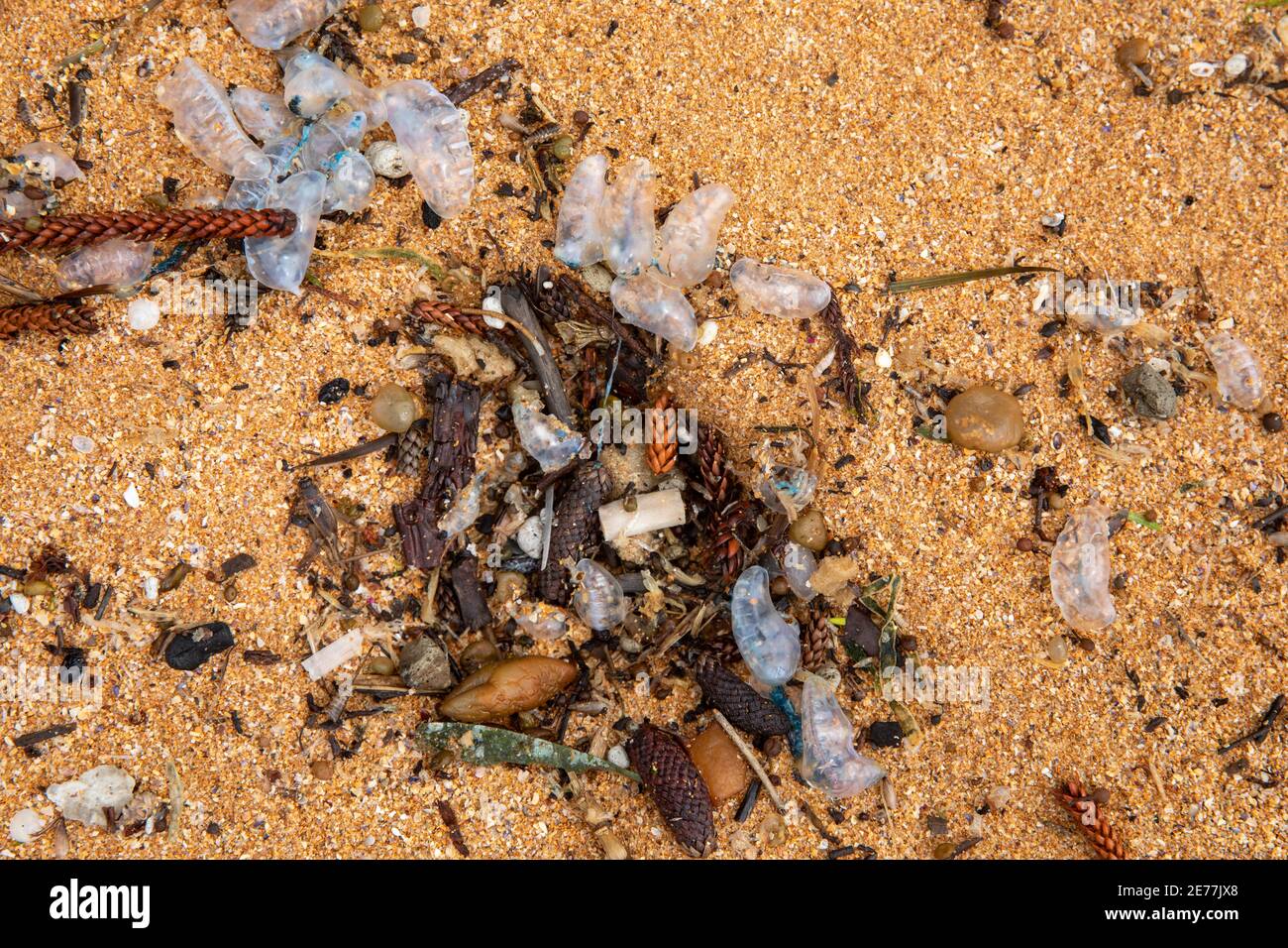 Bluebottles or Portugese Man o War lying on the sand on a Sydney beach,NSW,Australia, renowned for their stinging tentacles Stock Photo