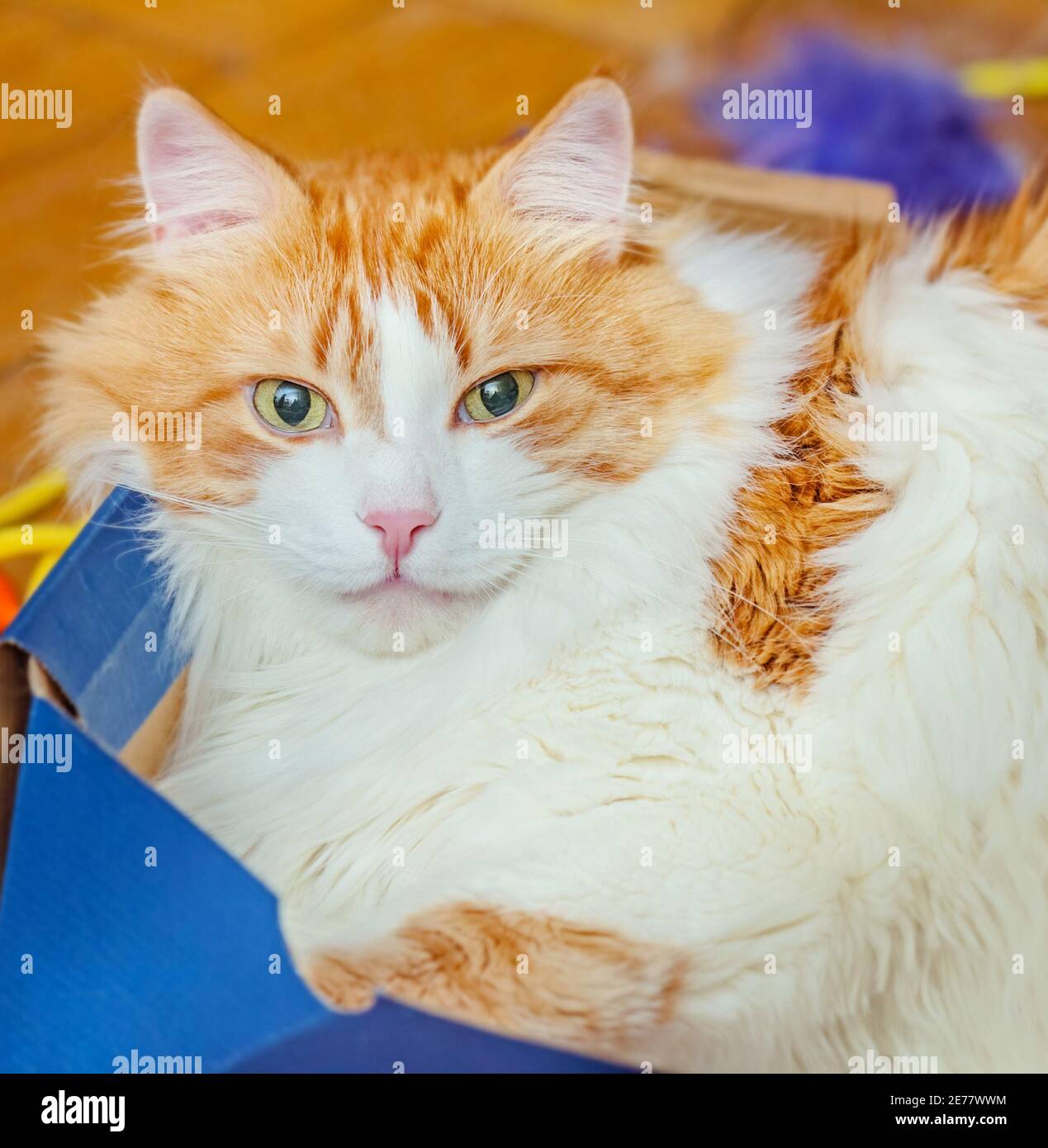 Adult pretty red charming cat lying in blue box at home Stock Photo