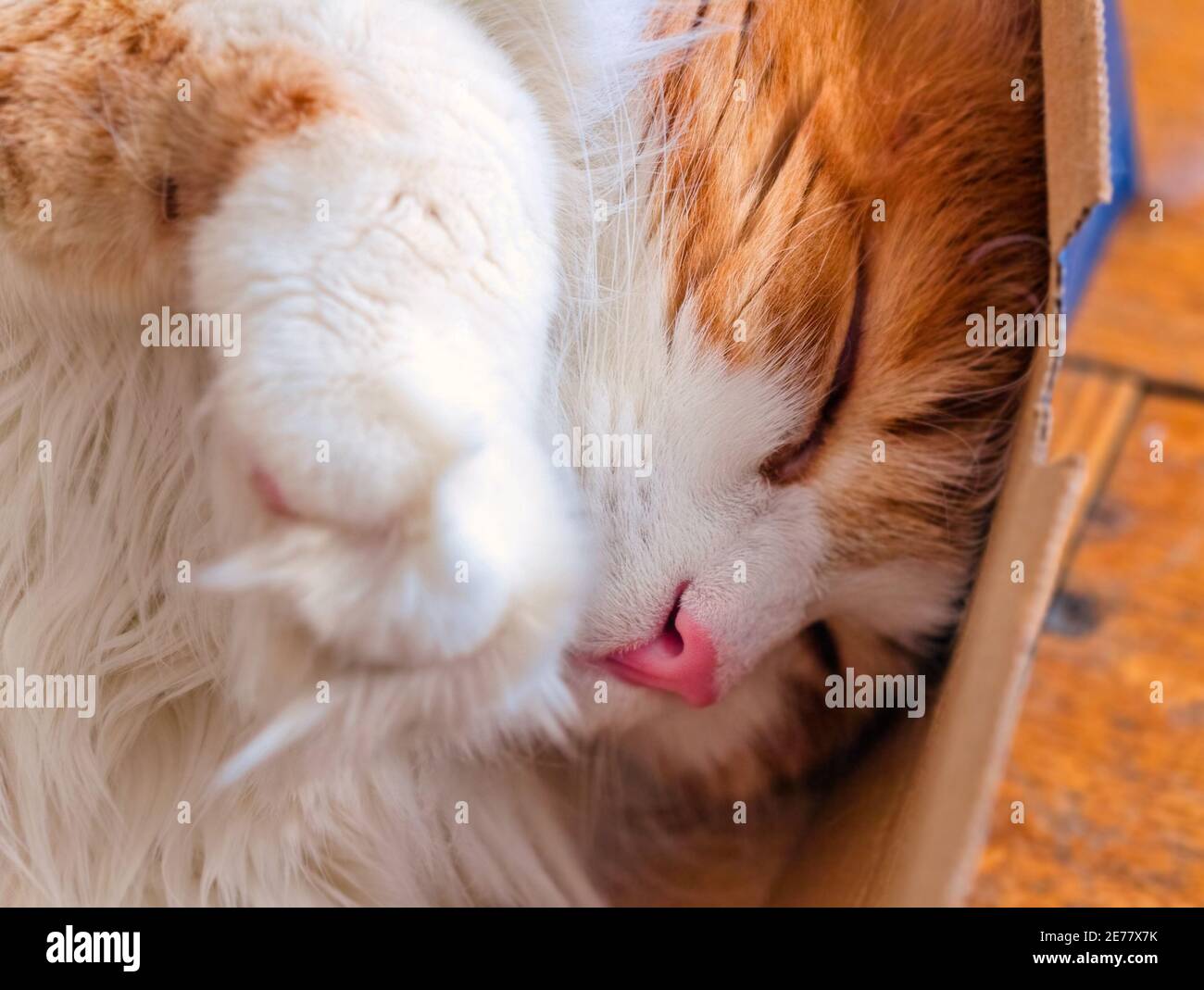 Pretty adult red cat sleeps in box large for relax Stock Photo