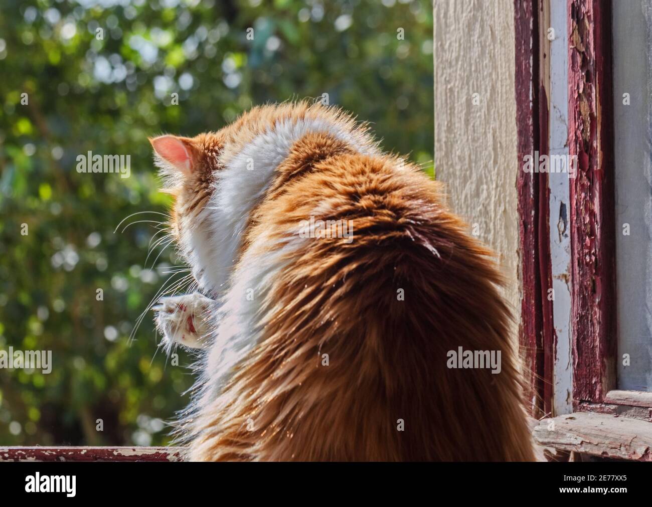Pretty adult red cat washes on window at summer sunny morning Stock Photo
