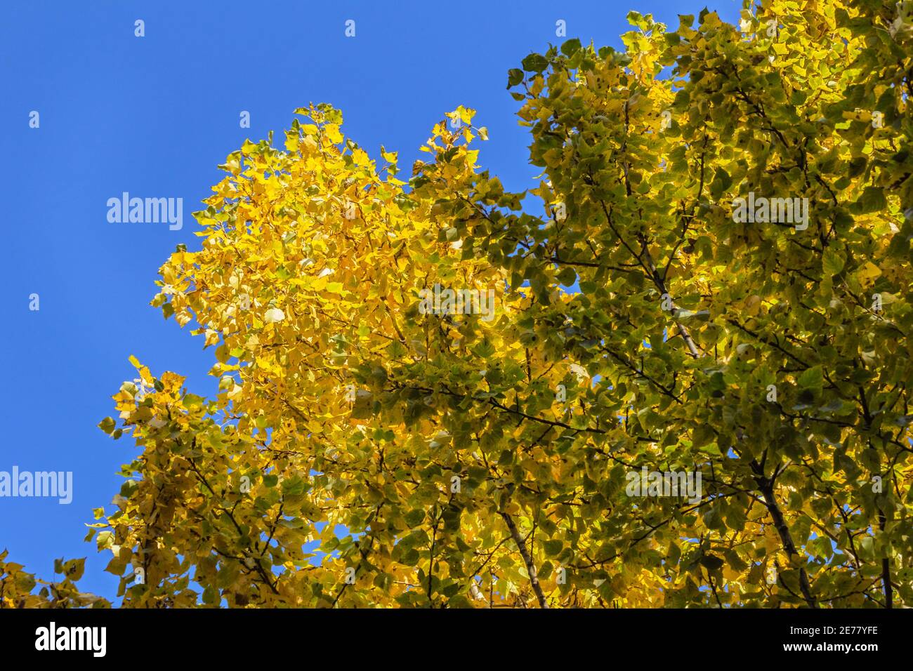 Charming autumn foliage against blue sky on happy sunny day Stock Photo