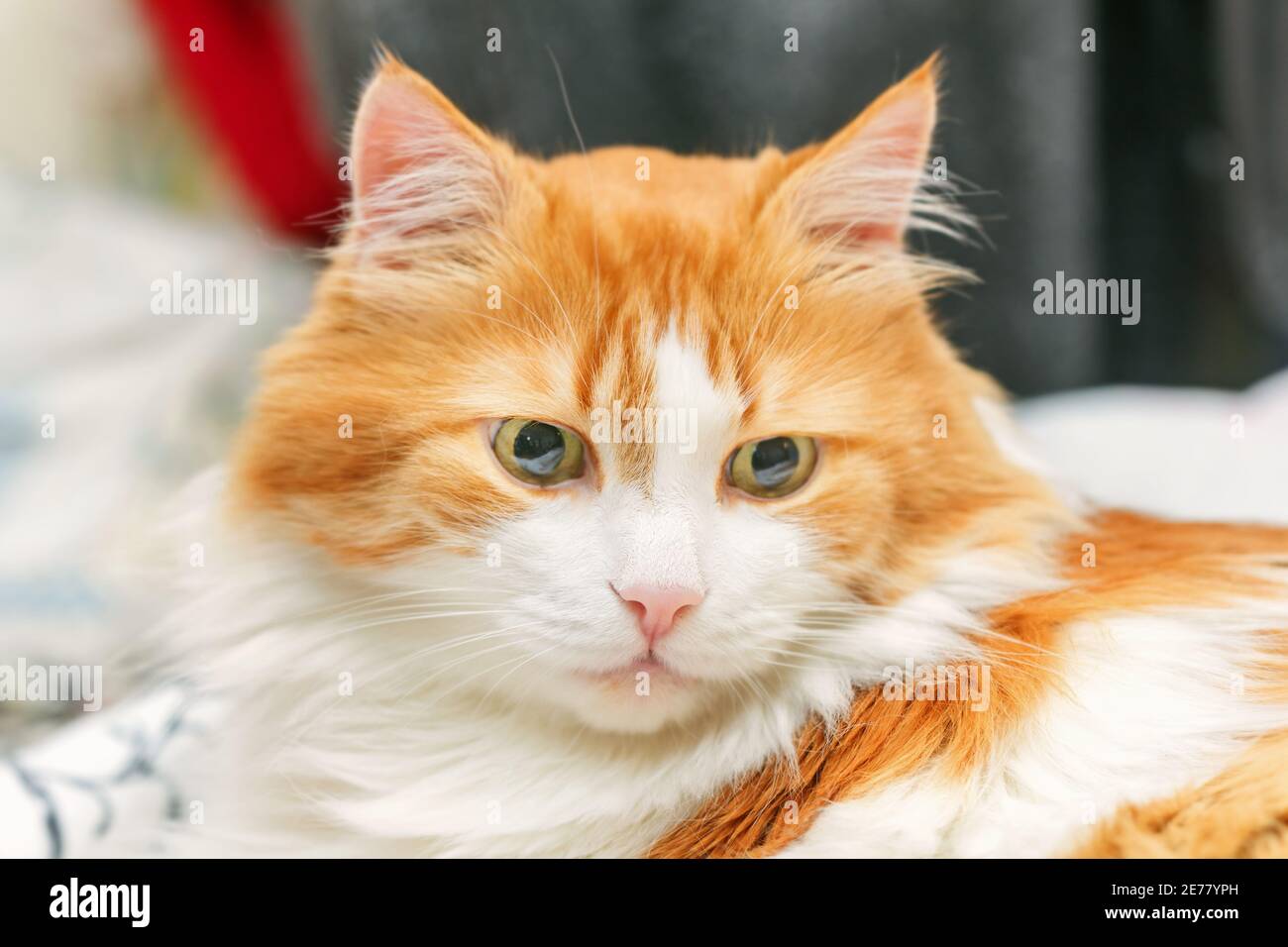 Pretty home adult pensive red cat closeup with rose nose Stock Photo