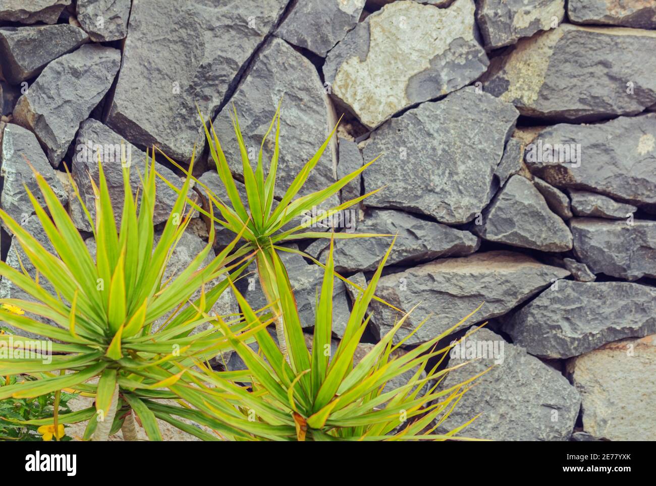 Yucca rigida | Silver Leaf Yucca | plant lust