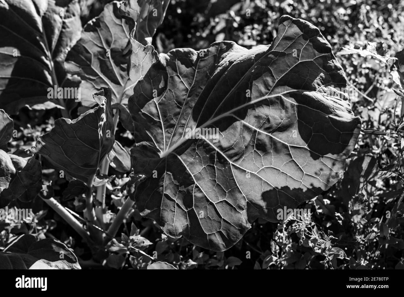 Sunshine plant Black and White Stock Photos & Images - Alamy