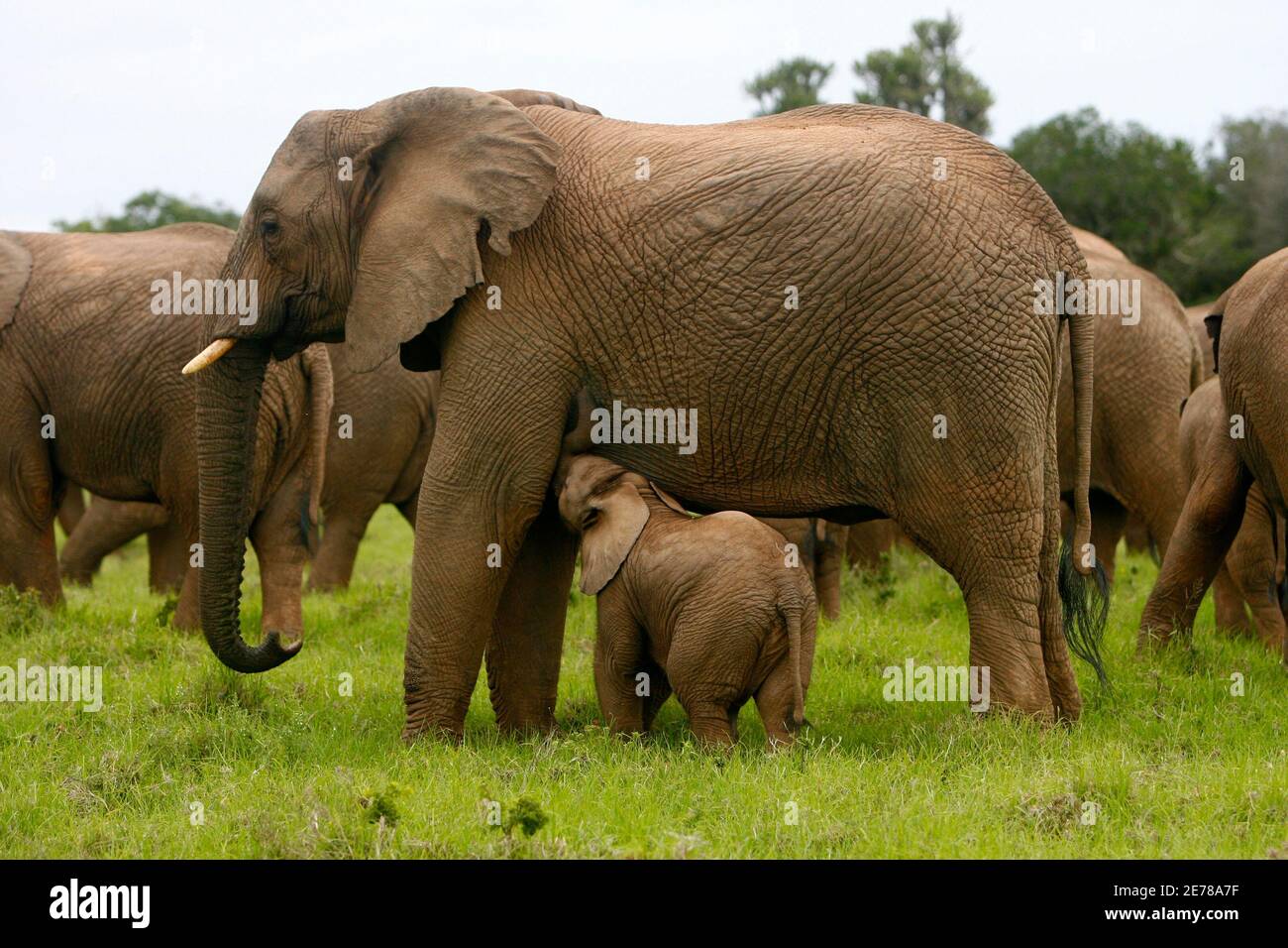 A African cow elephant lactates its baby in the Kariega Game Reserve east of Port Elizabeth. Picture taken January 4, 2008. REUTERS/Alex Grimm (SOUTH AFRICA) Stock Photo