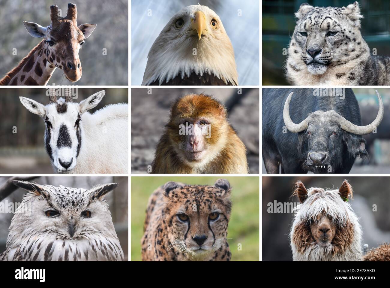 Berlin, Germany. 27th Jan, 2021. Impressions from the zoo:(top/from left) Rothschild giraffe, bald eagle, snow leopard; (middle/from left) oryx antelope, Barbary Cape buffalo or black buffalo; (bottom/from left) Siberian eagle owl,