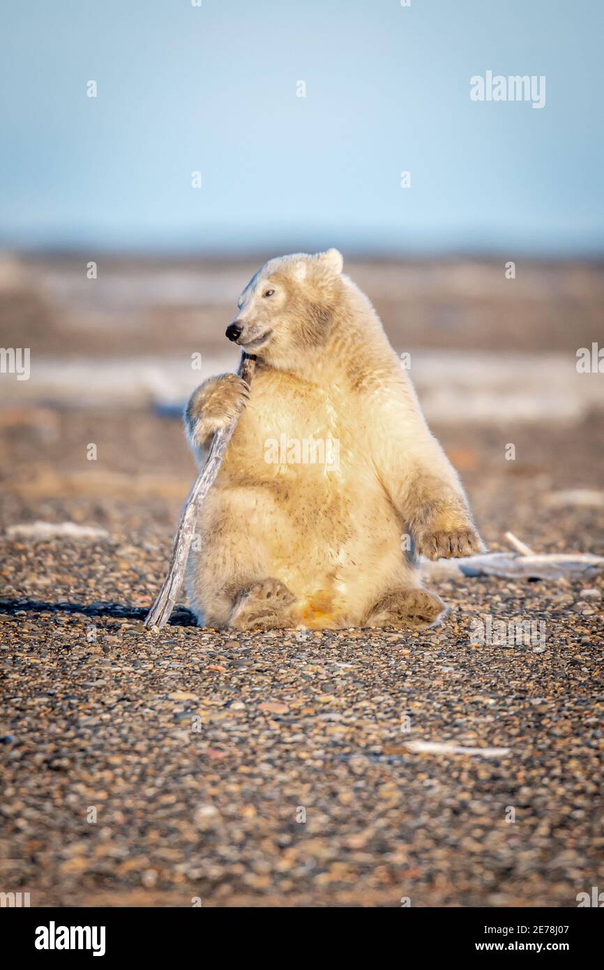 Playful Polar Bear Cub Ursus Maritimus In The Arctic Circle Of