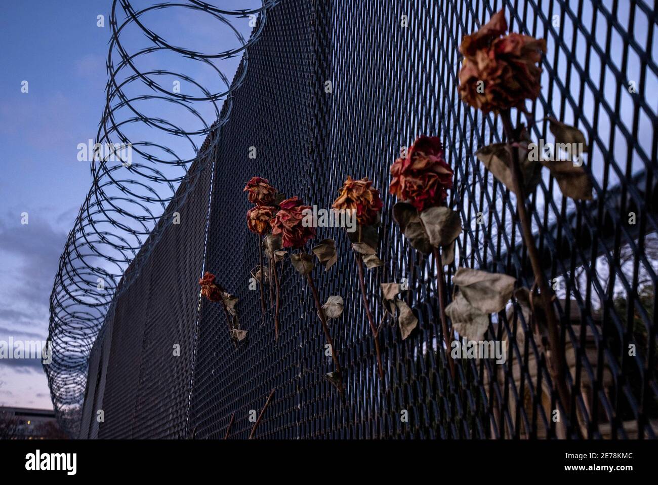 Innauguration Razor Wire Washington, United States. 29th Jan, 2021. Dead roses are seen hanging ...