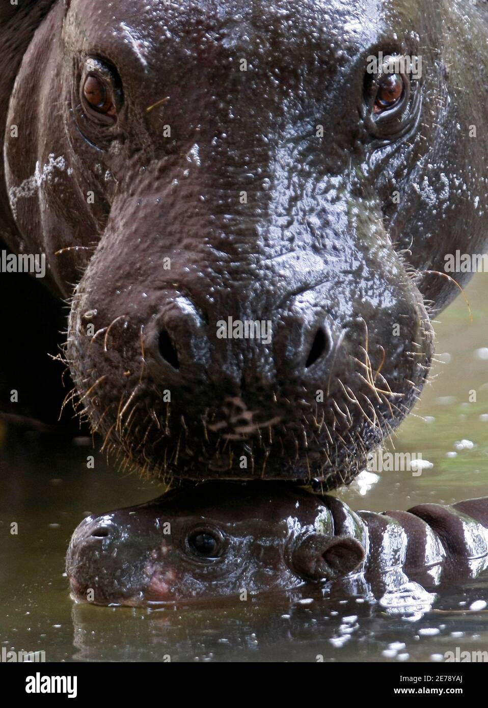 Leishan, a baby pygmy hippopotamus, sits in the water next to her mother Ellen in their enclosure at Edinburgh Zoo in Scotland July 2, 2009. Leishan, a West African name meaning 'gift', Leishan, a baby pygmy hippopotamus, sits in the water next to her mother Ellen in their enclosure at Edinburgh Zoo in Scotland July 2, 2009. Leishan, a West African name meaning 'gift',