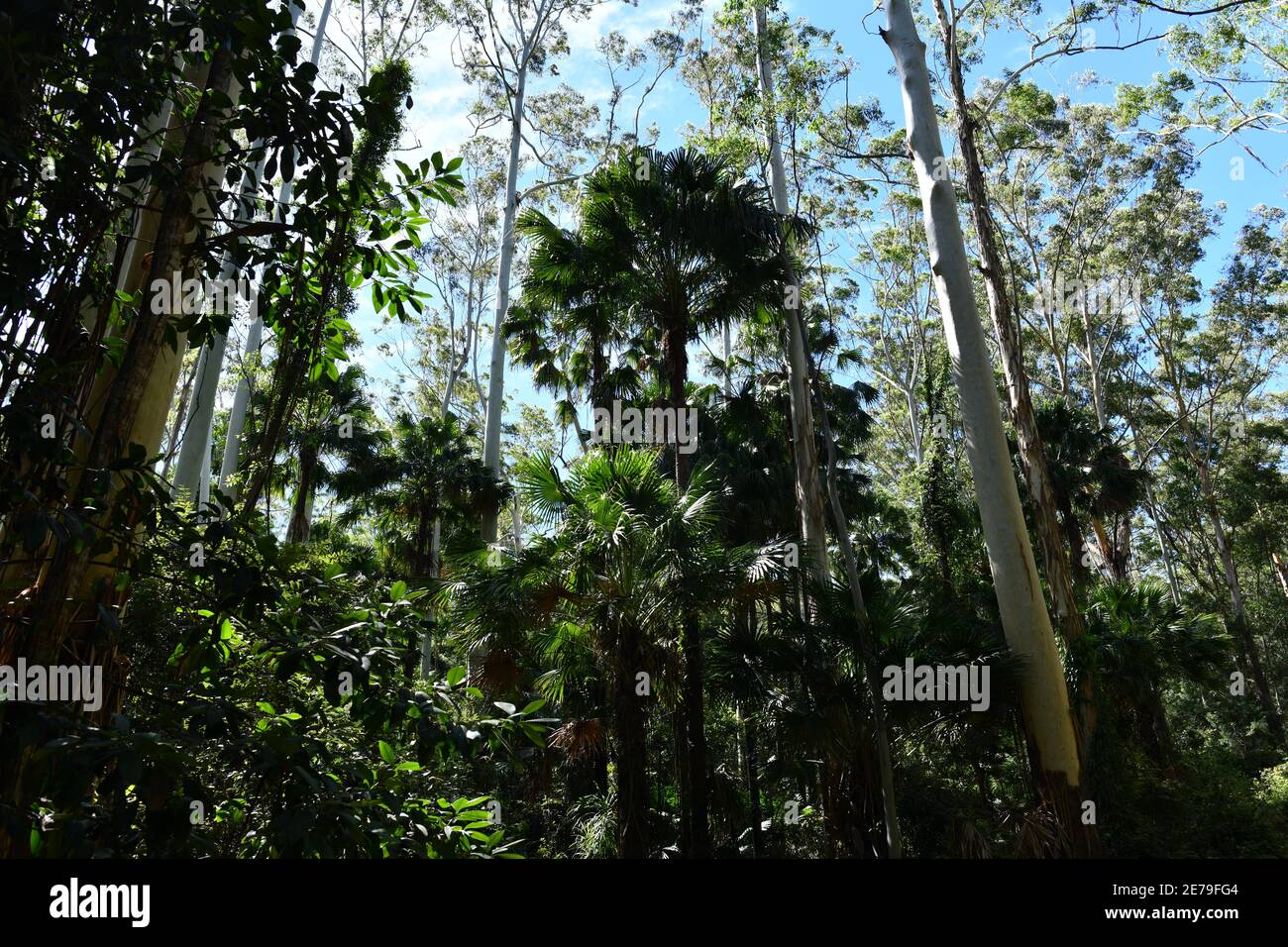 Dense vegetation hi-res stock photography and images - Alamy